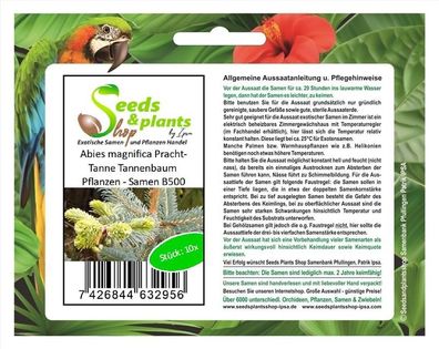 10x Abies magnifica Pracht-Tanne Tannenbaum Pflanzen - Samen B500