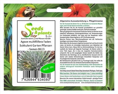 10x Agave multifilifera Faden Sukkulent Garten Pflanzen - Samen B613