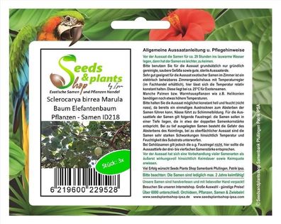 3x Sclerocarya birrea Marula Baum Elefantenbaum Pflanzen - Samen ID218