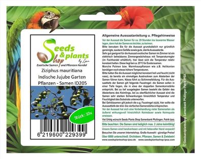 10x Ziziphus mauritiana Indische Jujube Garten Pflanzen - Samen ID205