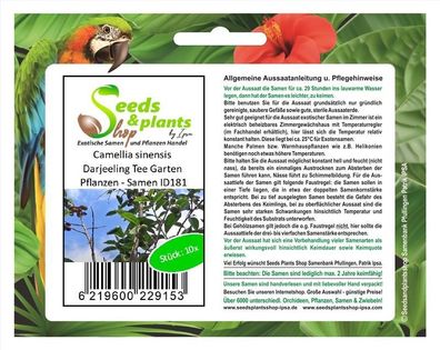 10x Camellia sinensis Darjeeling Tee Garten Pflanzen - Samen ID181