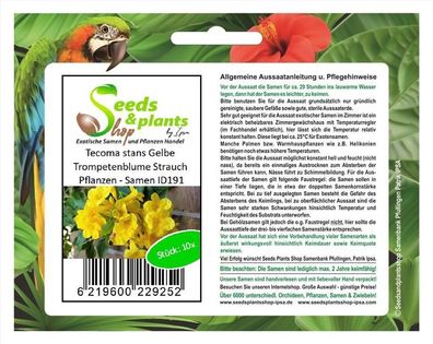 10x Tecoma stans Gelbe Trompetenblume Strauch Pflanzen - Samen ID191