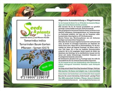 10x Tamarindus indica Tamarinden Baum Garten Pflanzen - Samen ID173
