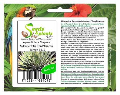 20x Agave filifera Maguey Sukkulent Garten Pflanzen - Samen B612