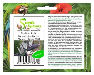 3x Strelitzia nicolai Baumstrelizie Garten Pflanzen - Samen B303