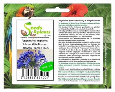 10x Agapanthus inapertus Schmucklilie Blumen Pflanzen - Samen B605