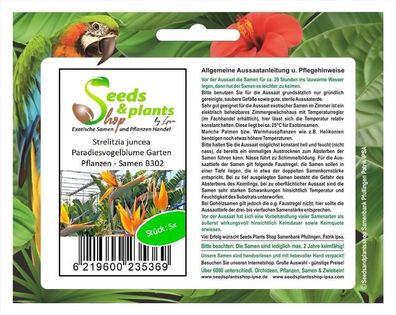 5x Strelitzia juncea Paradiesvogelblume Garten Pflanzen - Samen B302
