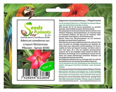 4x Adenium somalense var. crispum Wüstenrose Pflanzen - Samen B590