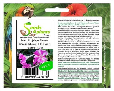 7x Mirabilis jalapa Riesen Wunderblume F1 Pflanzen - Samen #245