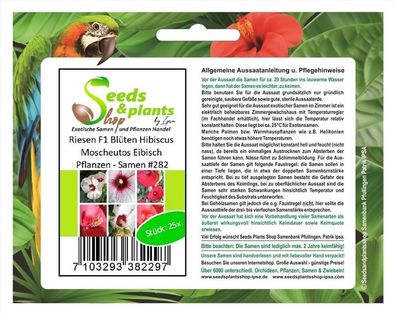 25x Riesen F1 Blüten Hibiscus Moscheutos Eibisch Pflanzen - Samen #282