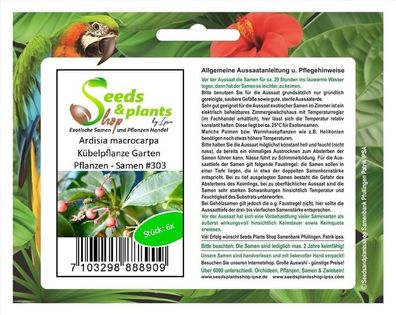 6x Ardisia macrocarpa Kübelpflanze Garten Pflanzen - Samen #303