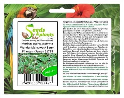5x Moringa pterygosperma Wunder Mehrzweck Baum Pflanzen - Samen B1798