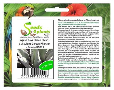 10x Agave havardiana Chisos Sukkulent Garten Pflanzen - Samen B1883