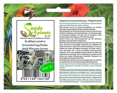 10x Buddleja asiatica Schmetterlingsflieder Weiß Pflanzen-Samen B1948