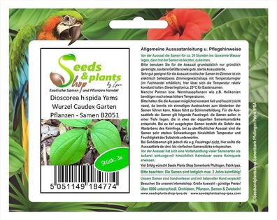 3x Dioscorea hispida Yams Wurzel Caudex Garten Pflanzen - Samen B2051