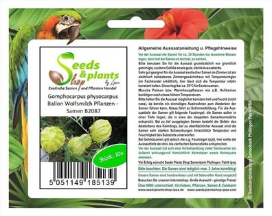 10x Gomphocarpus physocarpus Ballon Wolfsmilch Pflanzen - Samen B2087
