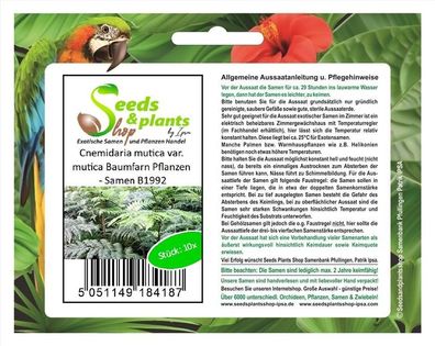 10x Cnemidaria mutica var. mutica Baumfarn Pflanzen - Samen B1992