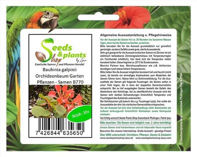 10x Bauhinia galpinii Orchideenbaum Garten Pflanzen - Samen B770