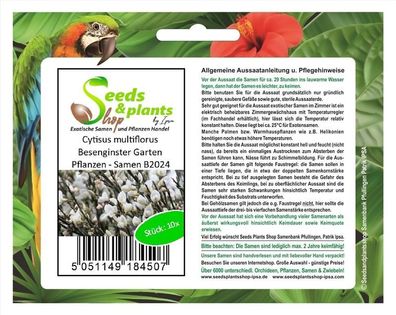 10x Cytisus multiflorus Besenginster Garten Pflanzen - Samen B2024