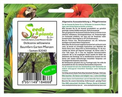 10x Dicksonia sellowiana Baumfarn Garten Pflanzen - Samen B2040