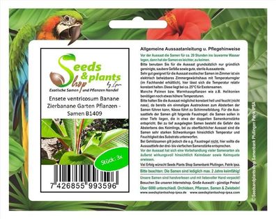 3x Ensete ventricosum Banane Zierbanane Garten Pflanzen - Samen B1409