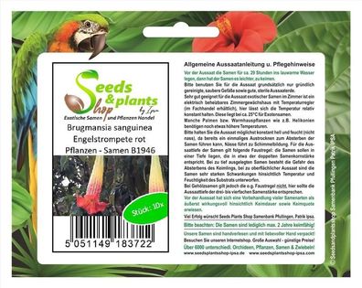 10x Brugmansia sanguinea Engelstrompete rot Pflanzen - Samen B1946