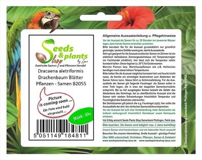 10x Dracaena aletriformis Drachenbaum Blätter Pflanzen - Samen B2055