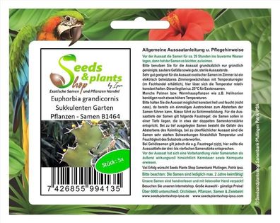 5x Euphorbia grandicornis Sukkulenten Garten Pflanzen - Samen B1464