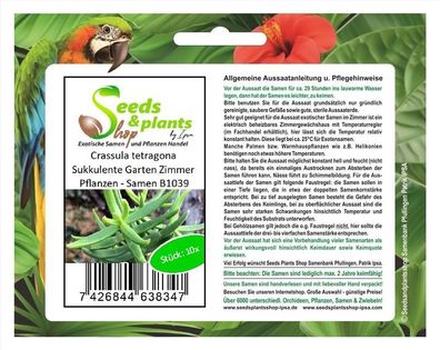 10x Crassula tetragona Sukkulente Garten Zimmer Pflanzen - Samen B1039