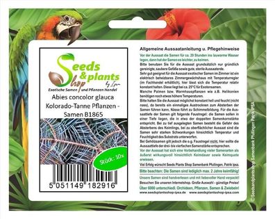 10x Abies concolor glauca Kolorado-Tanne Pflanzen - Samen B1865