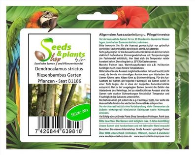 30x Dendrocalamus strictus Riesenbambus Garten Pflanzen - Saat B1186