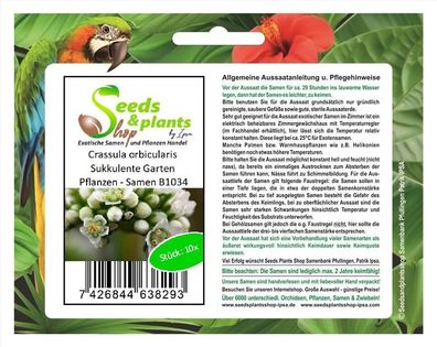 10x Crassula orbicularis Sukkulente Garten Pflanzen - Samen B1034