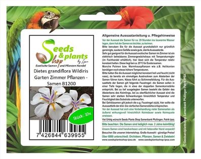 10x Dietes grandiflora Wildiris Garten Zimmer Pflanzen - Samen B1200