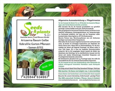 10x Arisaema flavum Gelbe Kobralilie Garten Pflanzen - Samen B701