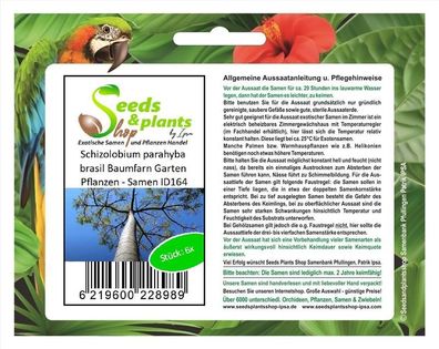 6x Schizolobium parahyba brasil Baumfarn Garten Pflanzen - Samen ID164
