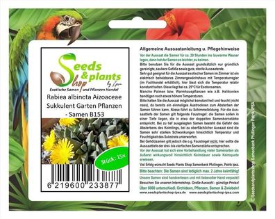 15x Rabiea albinota Aizoaceae Sukkulent Garten Pflanzen - Samen B153