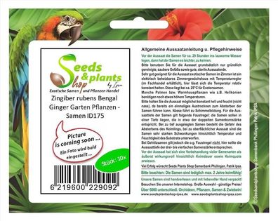 10x Zingiber rubens Bengal Ginger Garten Pflanzen - Samen ID175