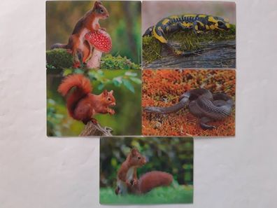 3 D Ansichtskarte Eichhörnchen Postkarte Wackelkarte Hologrammkarte Tier Schlange