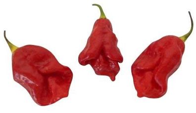 7 Pot Barrackpore 10 Samen Chili XXL Hot Chilisamen sehr scharfer Chili