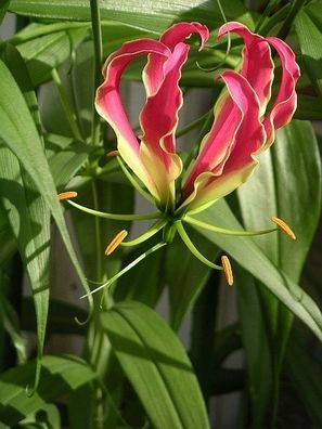 50 Samen, Gloriosa rothschildiana, Feuerlilie, , Schmucklilie, Ruhmeskrone