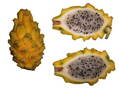 Pitahaya Gelbe Drachenfrucht * Hylocereus megalanthus* 10 Samen - SELTEN