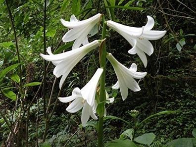 Riesenlilie Baumlilie -Cardiocrinum giganteum- 10 Samen - Baumlilie, Lilie