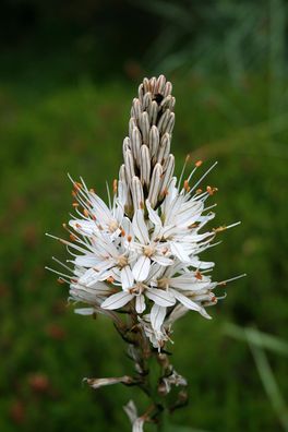 10 Samen Asphodelus albus - Affodill - Heilkraut - Zauberpflanze - Kräuter