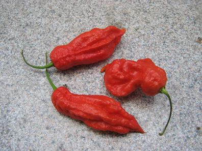 Jay´s Red Ghost Scorpion Chilisamen Chili - Super Hot 10 Samen - sehr scharf