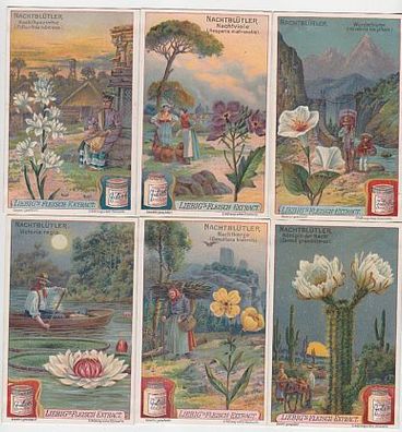 Liebigbilder Serie 778 "Nachtblütler" komplett 1910 (107465)