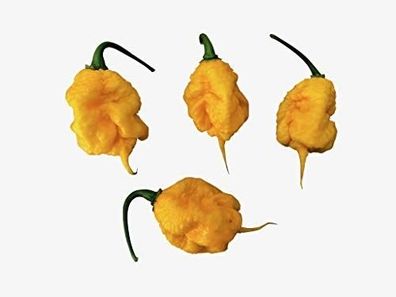 Carolina REAPER gelb 10 Samen - Ultra scharfe Chili-Sorte Chilisamen Weltrekord Chili