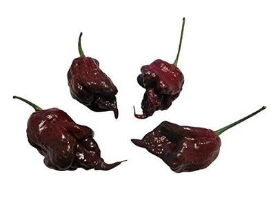 Carolina REAPER Chocolate Schoko 10 Samen - Ultra scharfe Chili-Sorte Chilisamen