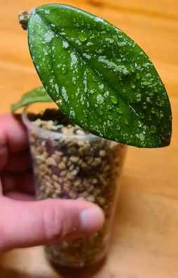 Hoya carnosa SPLASH- 1 Pflanze