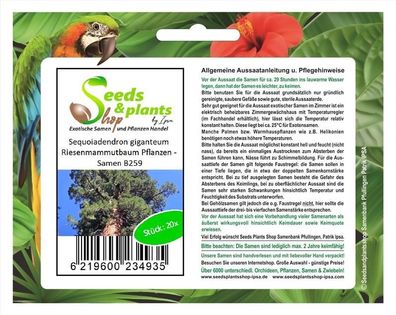 20x Sequoiadendron giganteum Riesenmammutbaum Pflanzen - Samen B259
