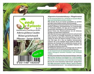 1x Adenia globosa Caudex Blüten grünlichweiß Pflanzen - Samen B1874
